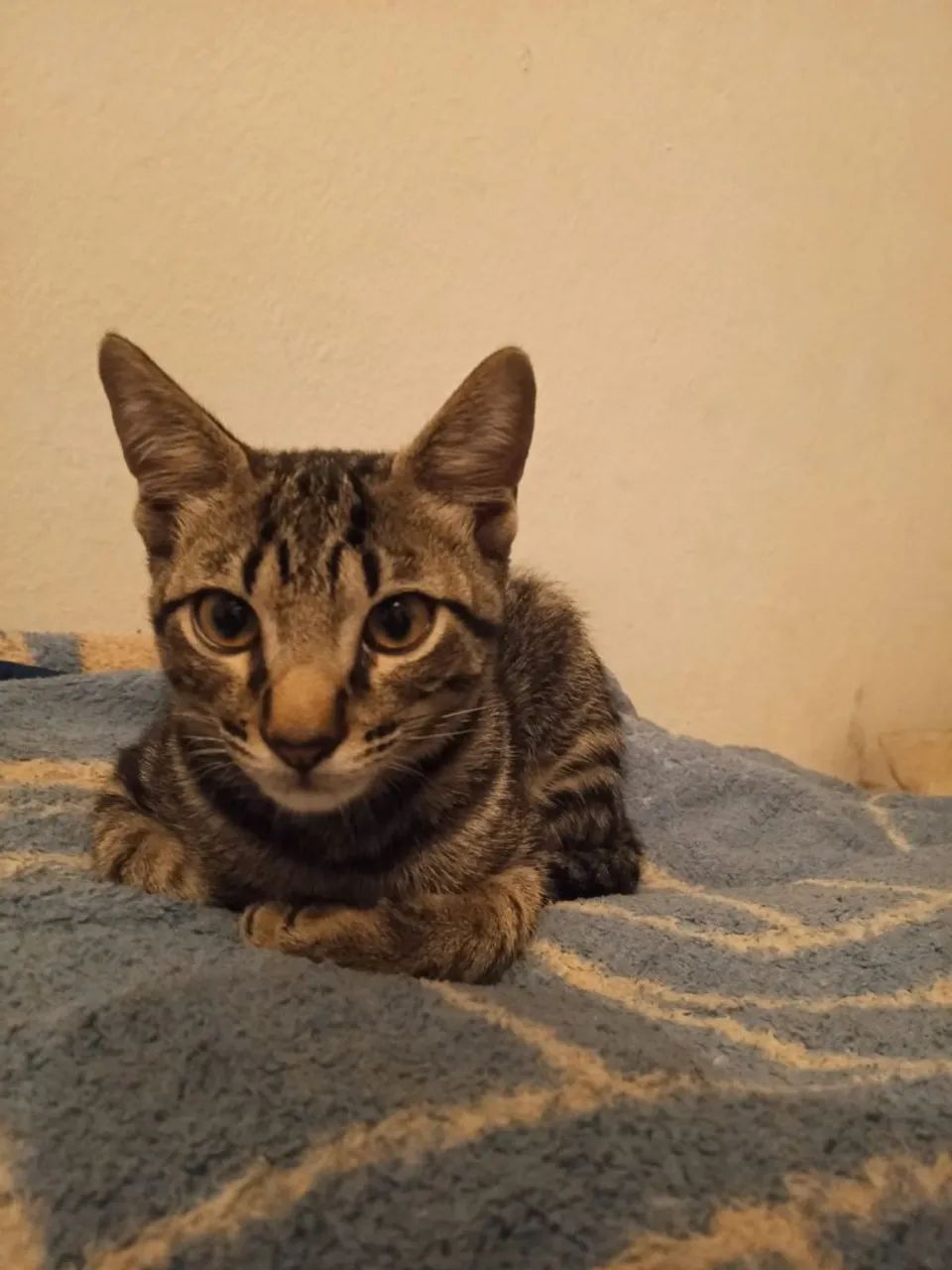 Gatinho para doação 
