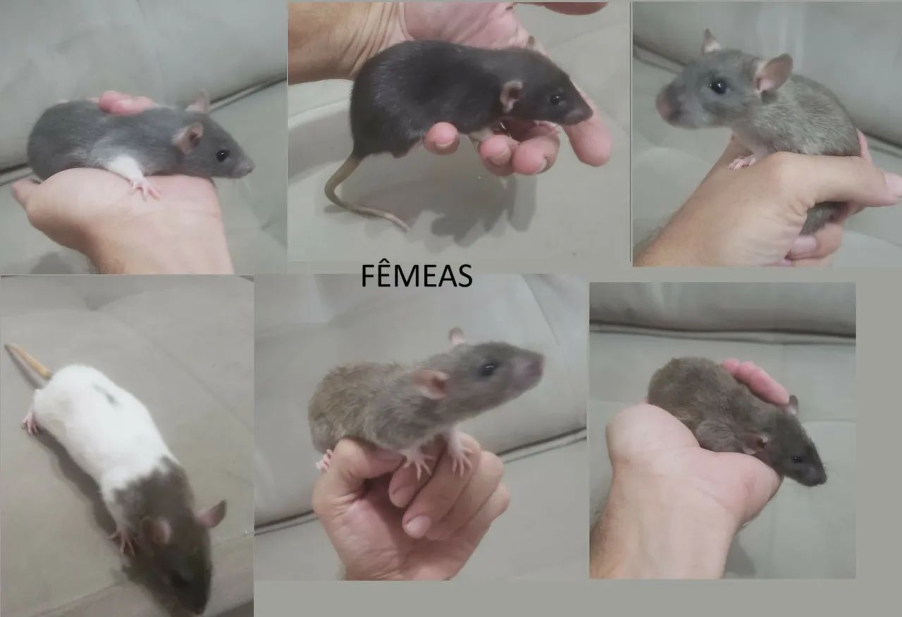 Filhotes de Rato Doméstico - Machos ou Fêmeas - Foto 2