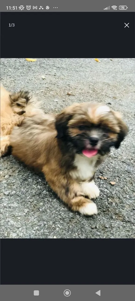 Shih Tzu filhote