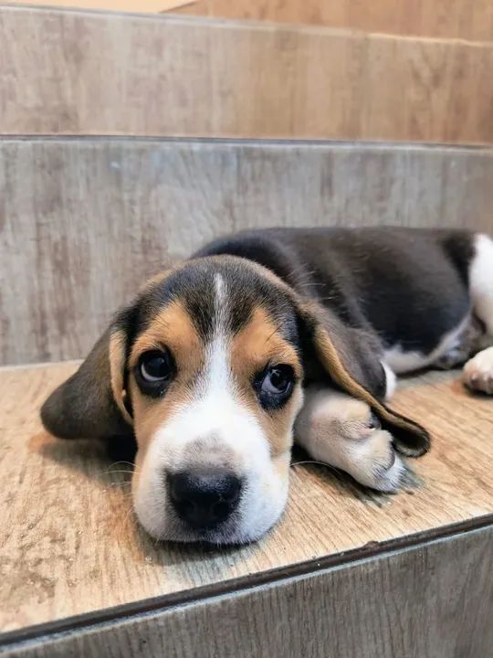 Beagle legítimo tricolor  - Foto 2