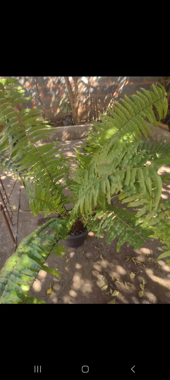 Plantas