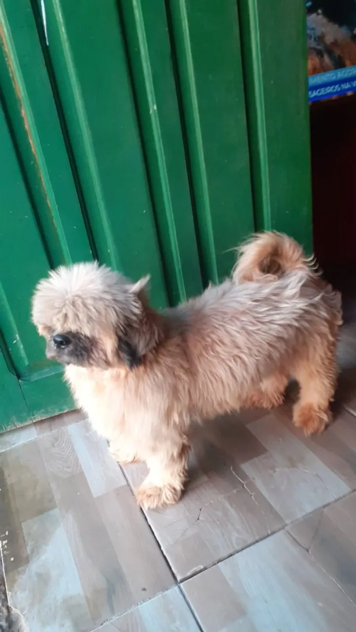 Shih Tzu Filhote Disponível