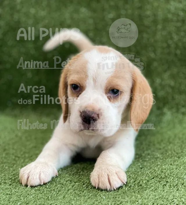 Beagle mini  agende uma visita hoje  - Foto 2