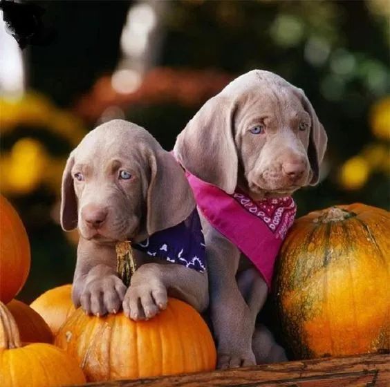 Weimaraner - Amados e espertos 