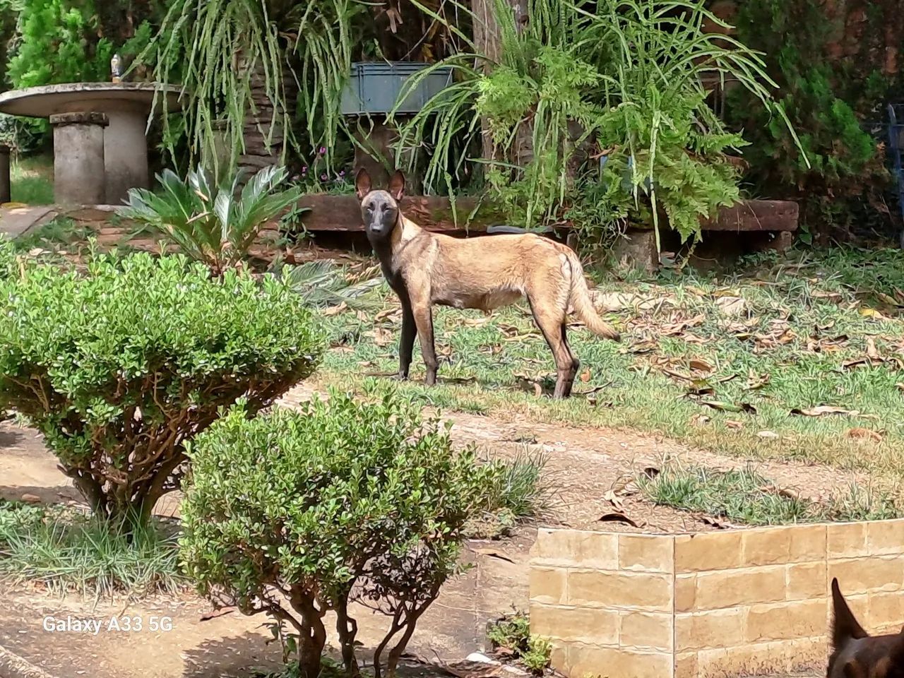 Pastor belgas malinois - Foto 5