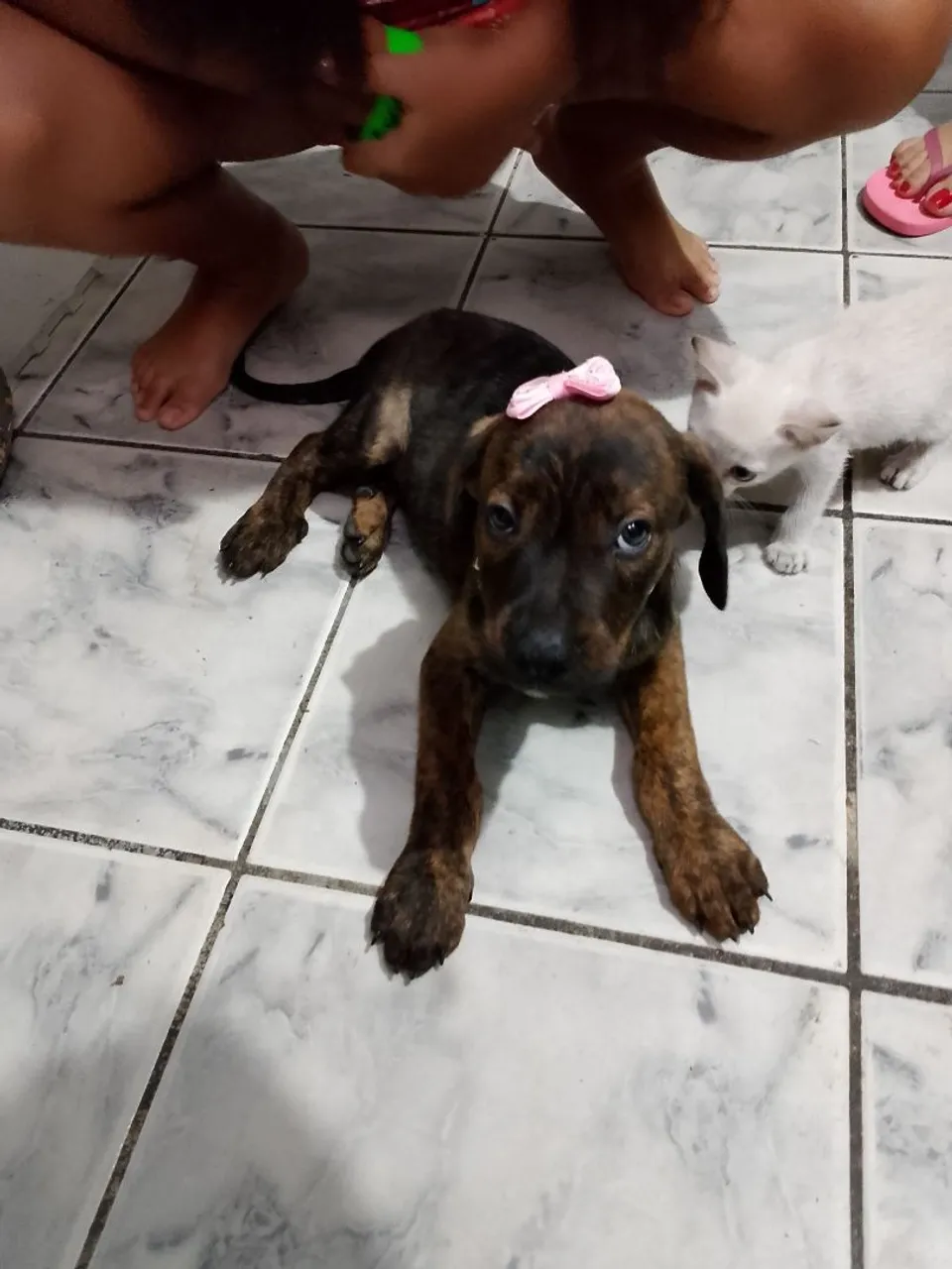 Filhote Brindle Adorável e Companheiro