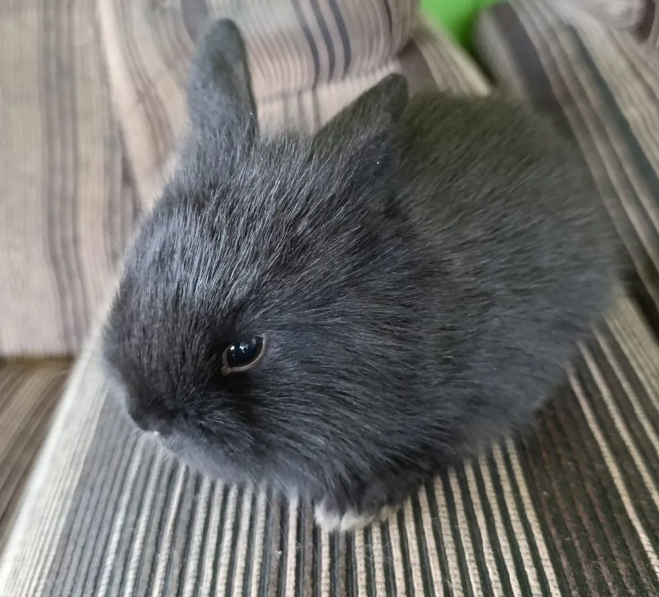 Vende-se Mini coelhos  - Foto 5