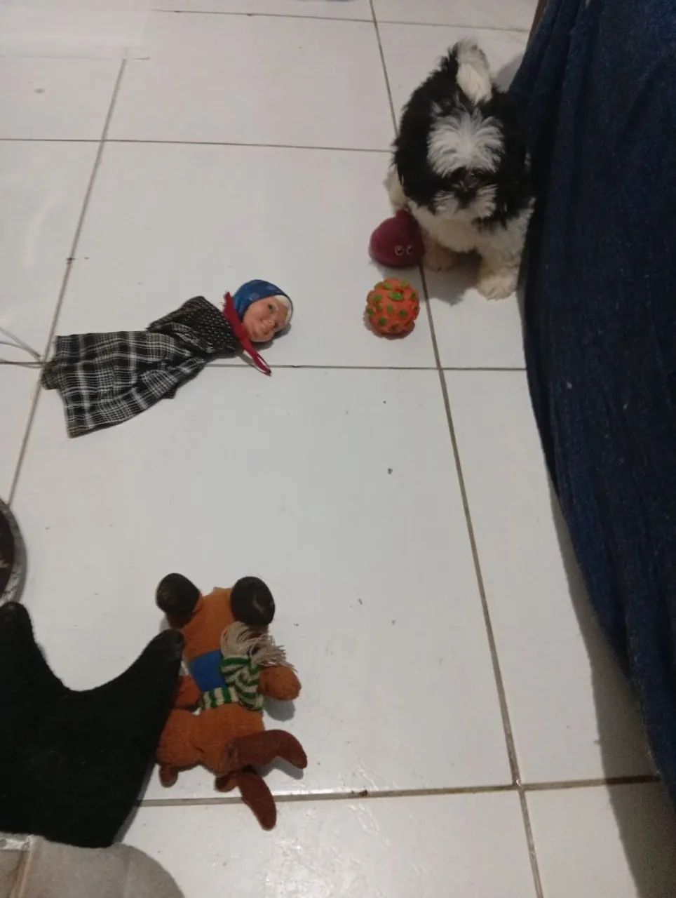 Filhote de Shih Tzu macho - Foto 3