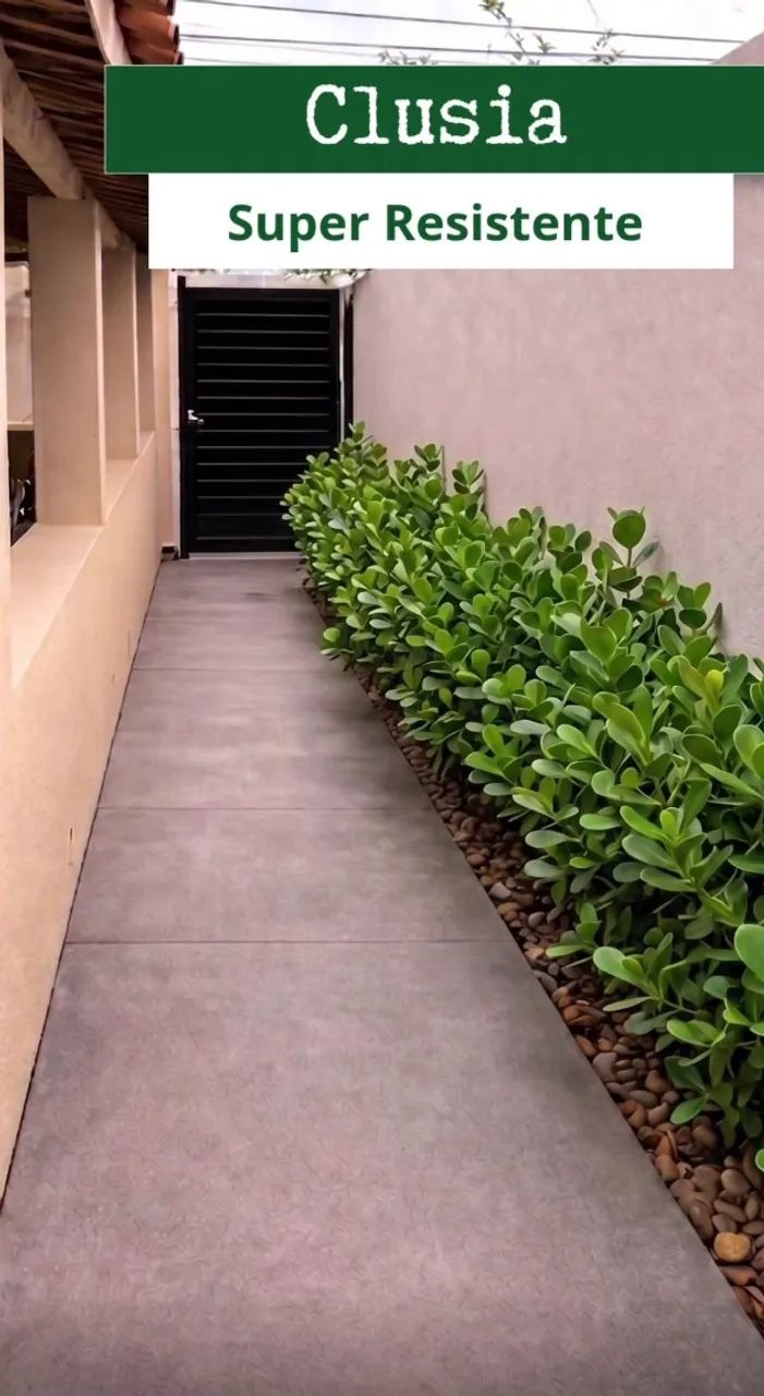 Mudas para corredor 