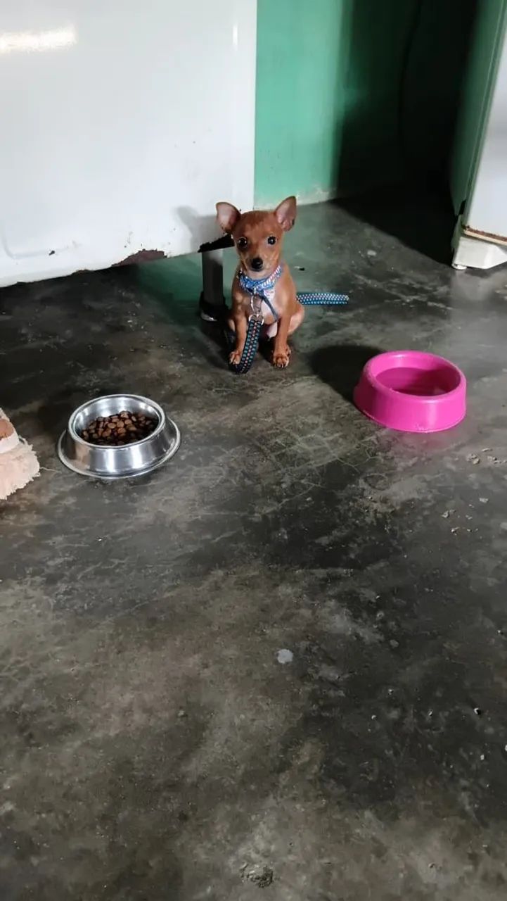 Pinscher  - Foto 3