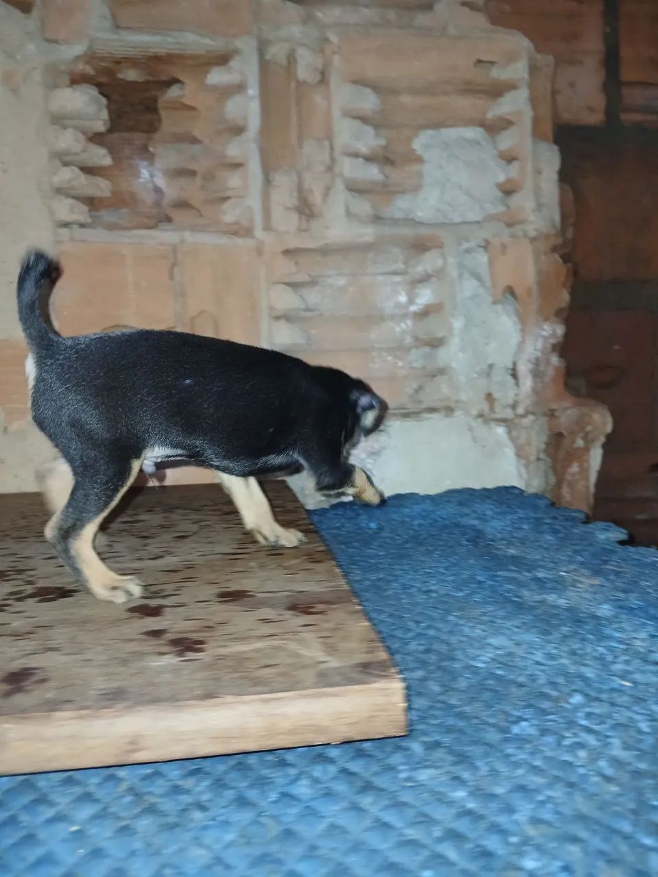 Pinsher macho filhote  - Foto 5