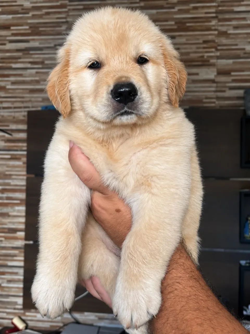 Golden retriever macho - Foto 3