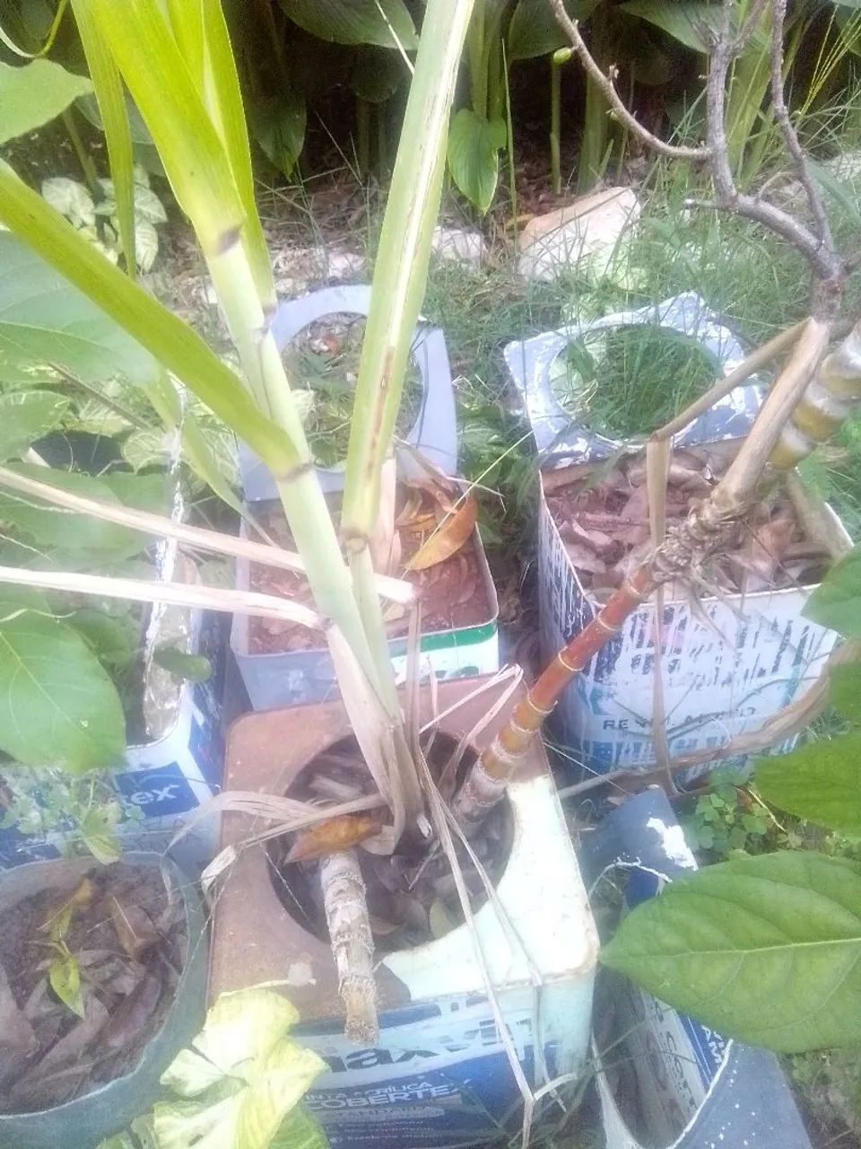 Muda de cana - Foto 2