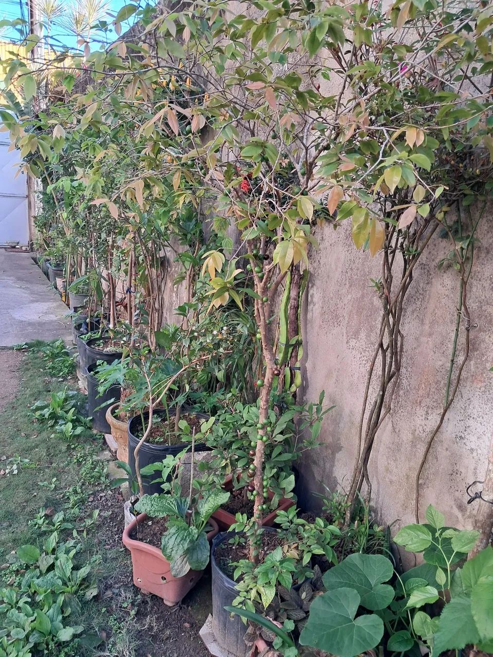 Vendo mudas frutíferas  - Foto 2