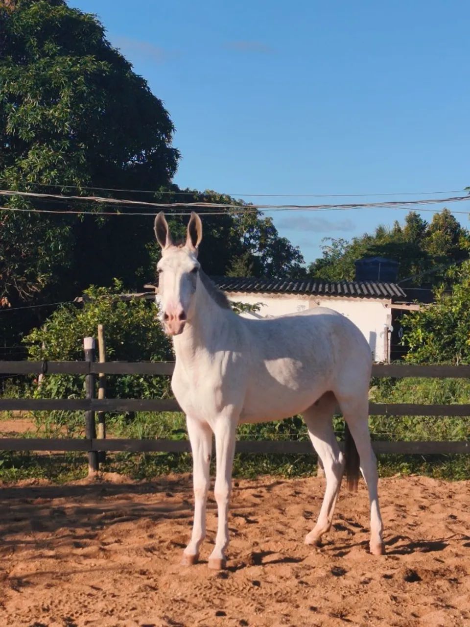 Vendo ou troco mula pampa escondido 