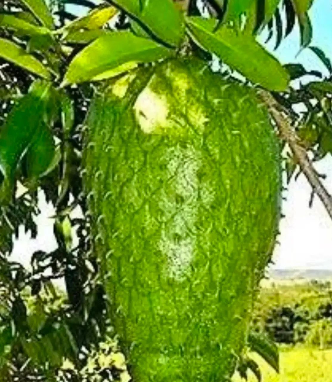 Venda de plantas  - Foto 2