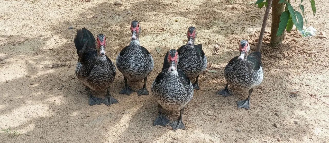 Patos