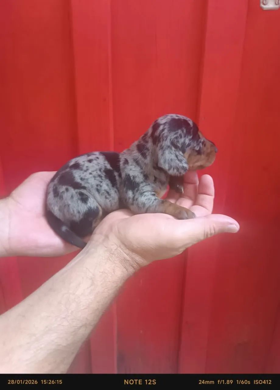 Femea top dachshund para reserva