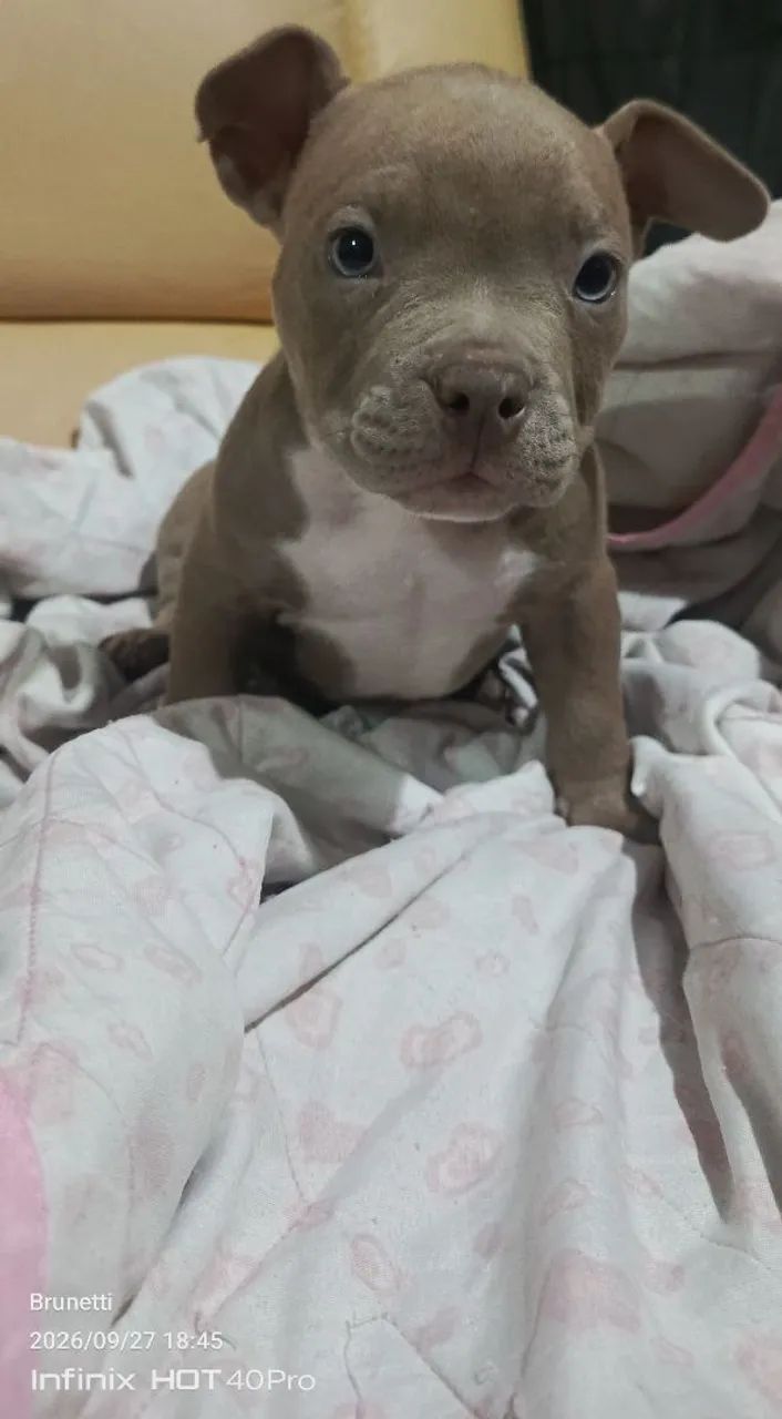 American Bully  - Foto 3
