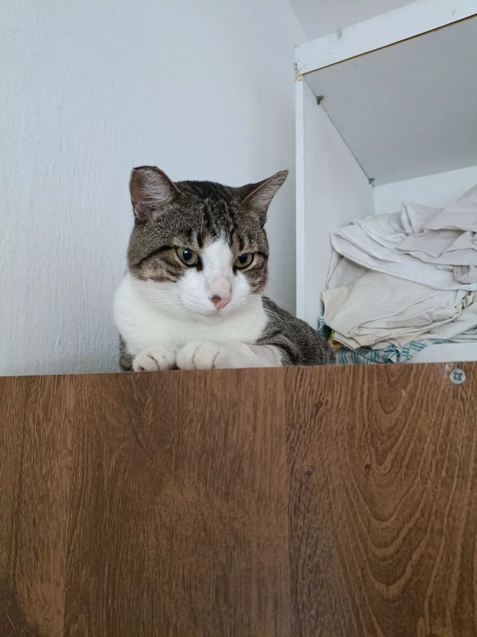 Gata - Foto 3