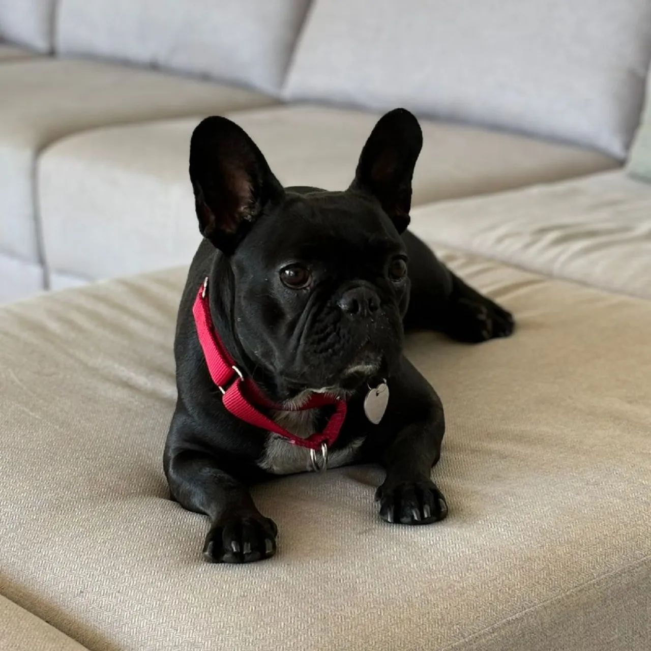 Doação responsável