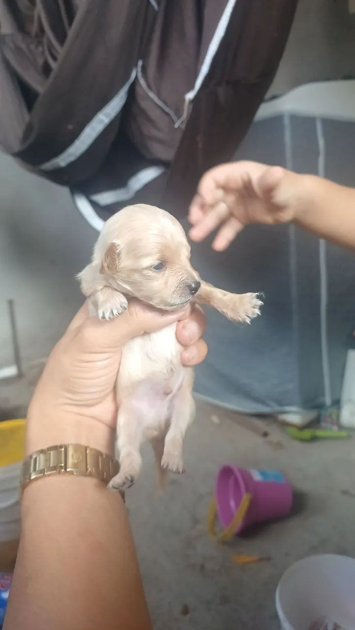 Cachorro pinche com poodle  - Foto 3