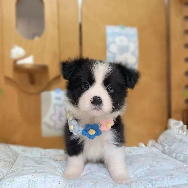 Filhote de cachorro Border Collie saudavel de temperamento muito docil