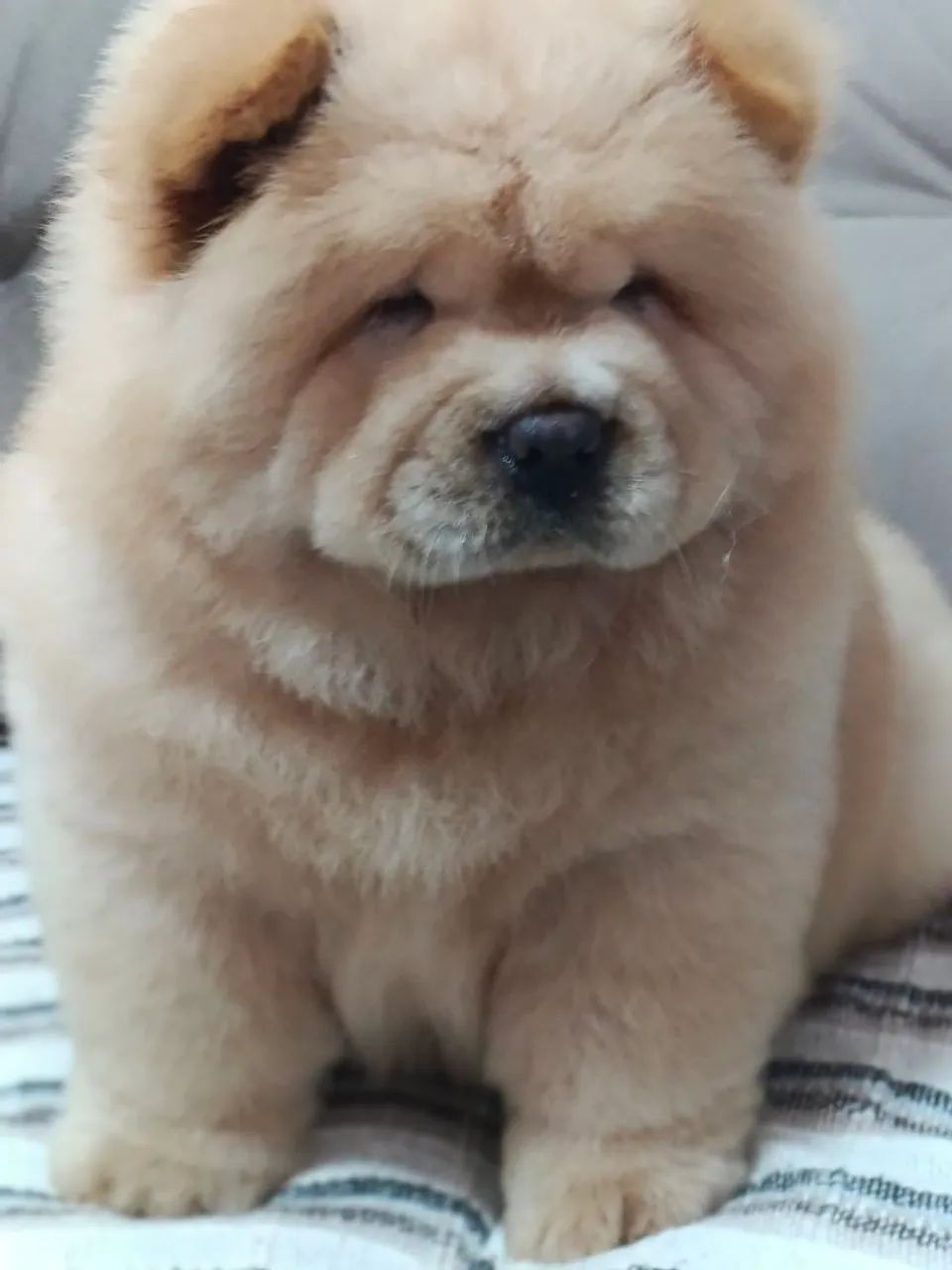 Chow Chow Americano - Foto 3