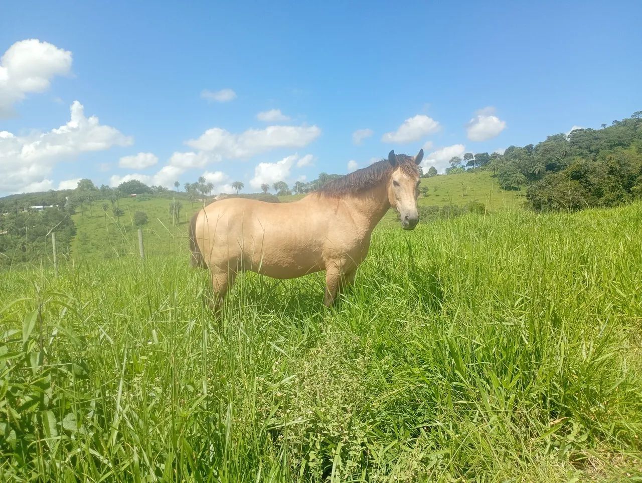 Cavalo Mangalarga  - Foto 5