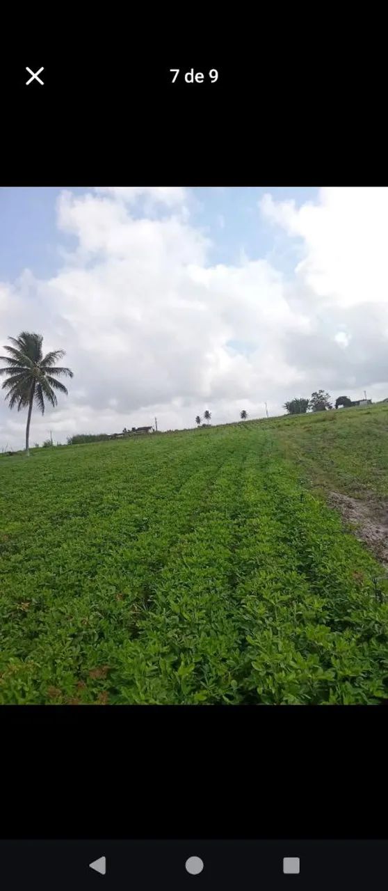 Sítio de irrigação  - Foto 5