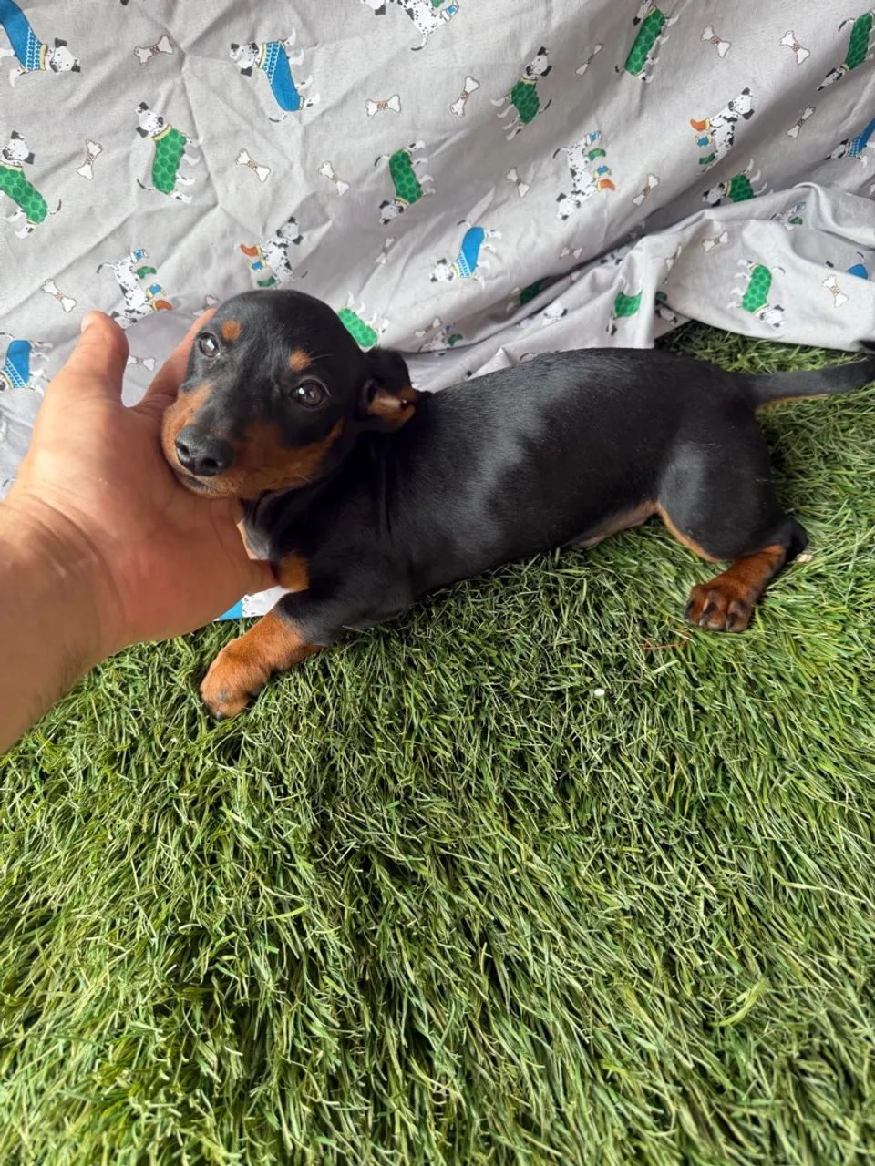 Dachshund / teckel - macho com valor baixo