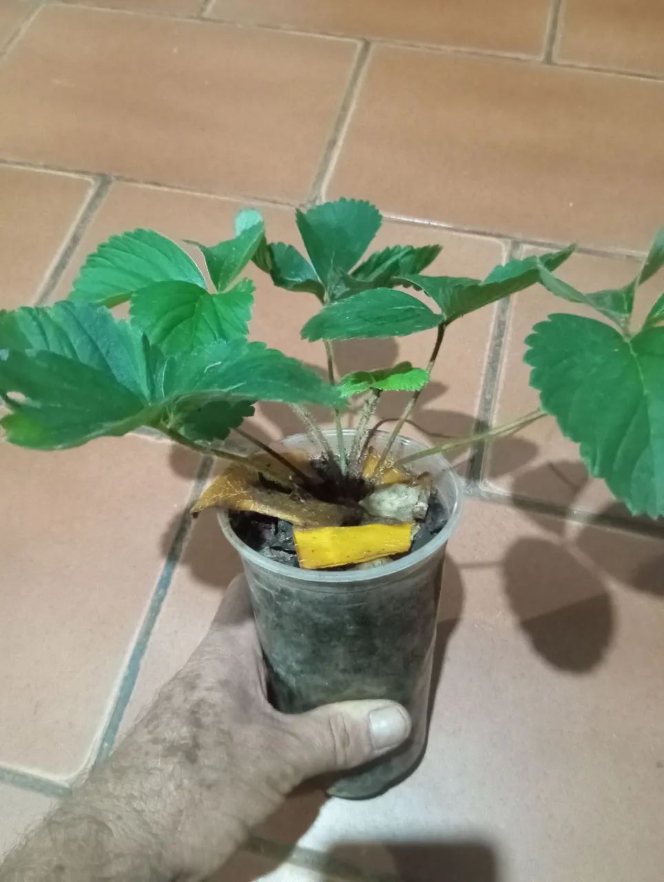 Vendas de mudas de morango , mudas de pêssego.... - Foto 5