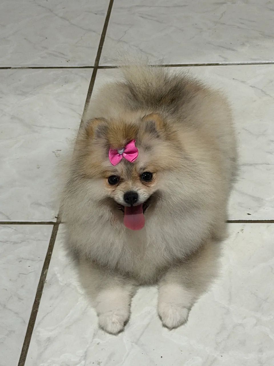 Cachorro - Foto 3