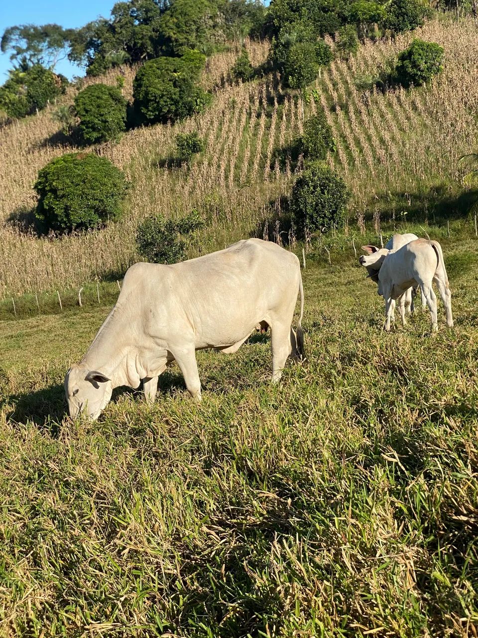 Vacas - Foto 3