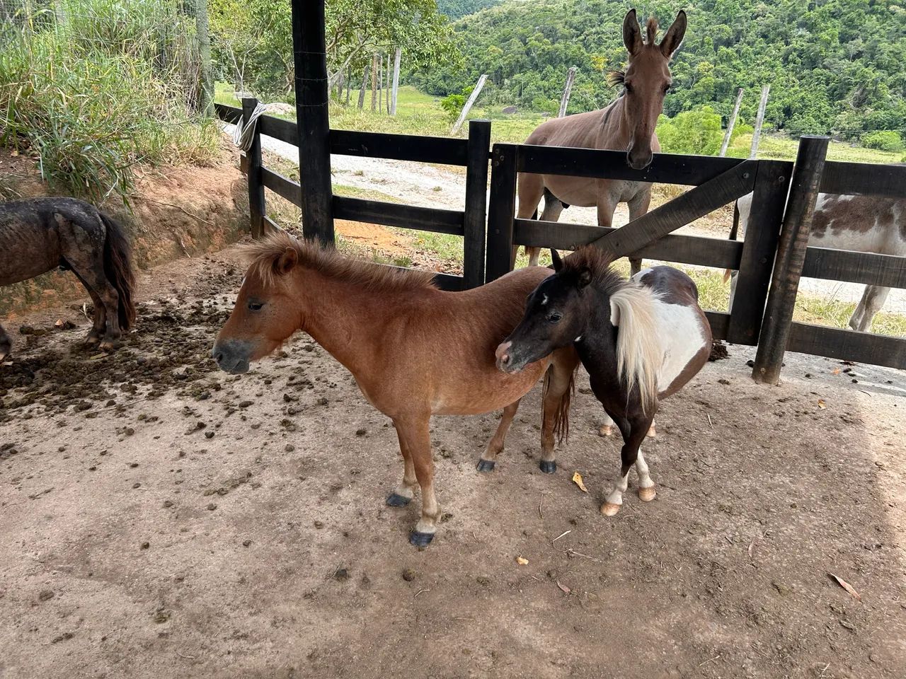 Casal de Mini Pônei - os menores! Lindos - Foto 2