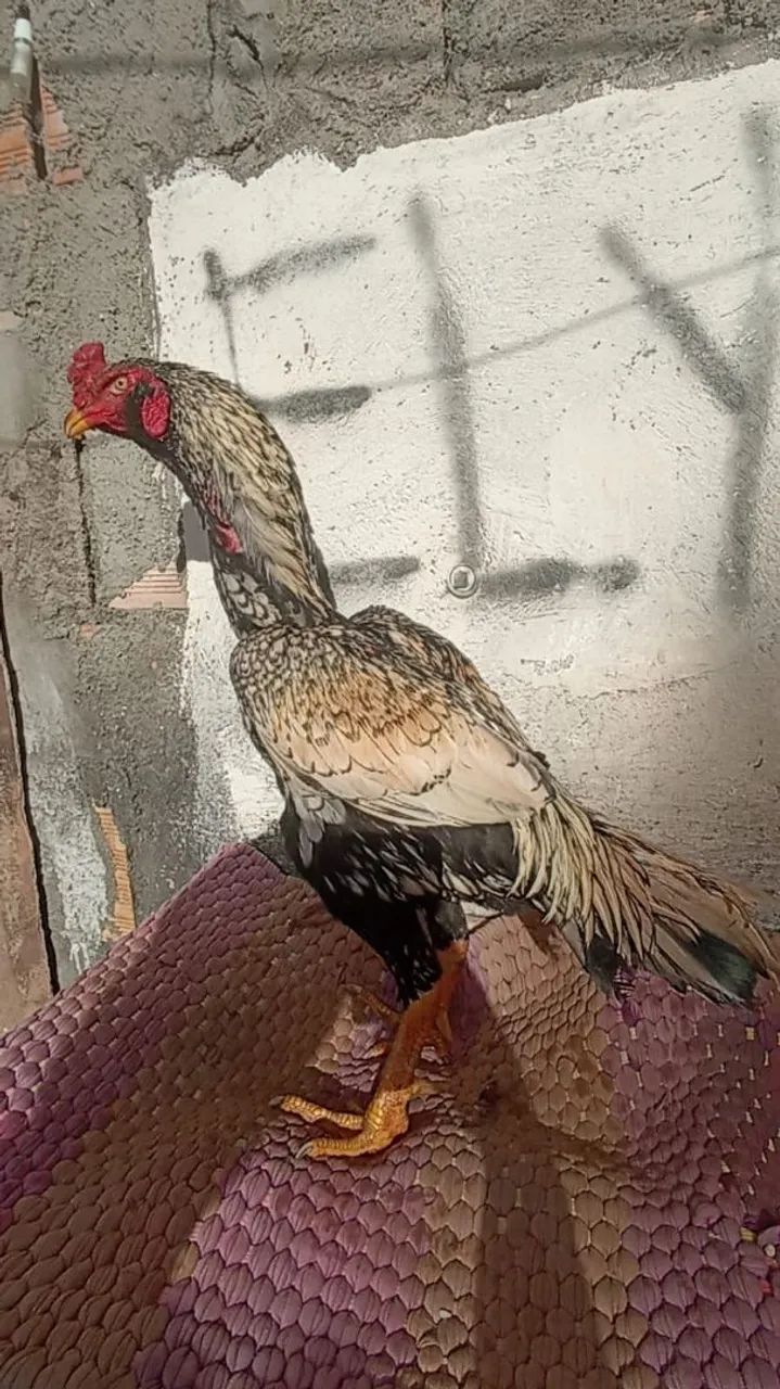 Galo exótico 