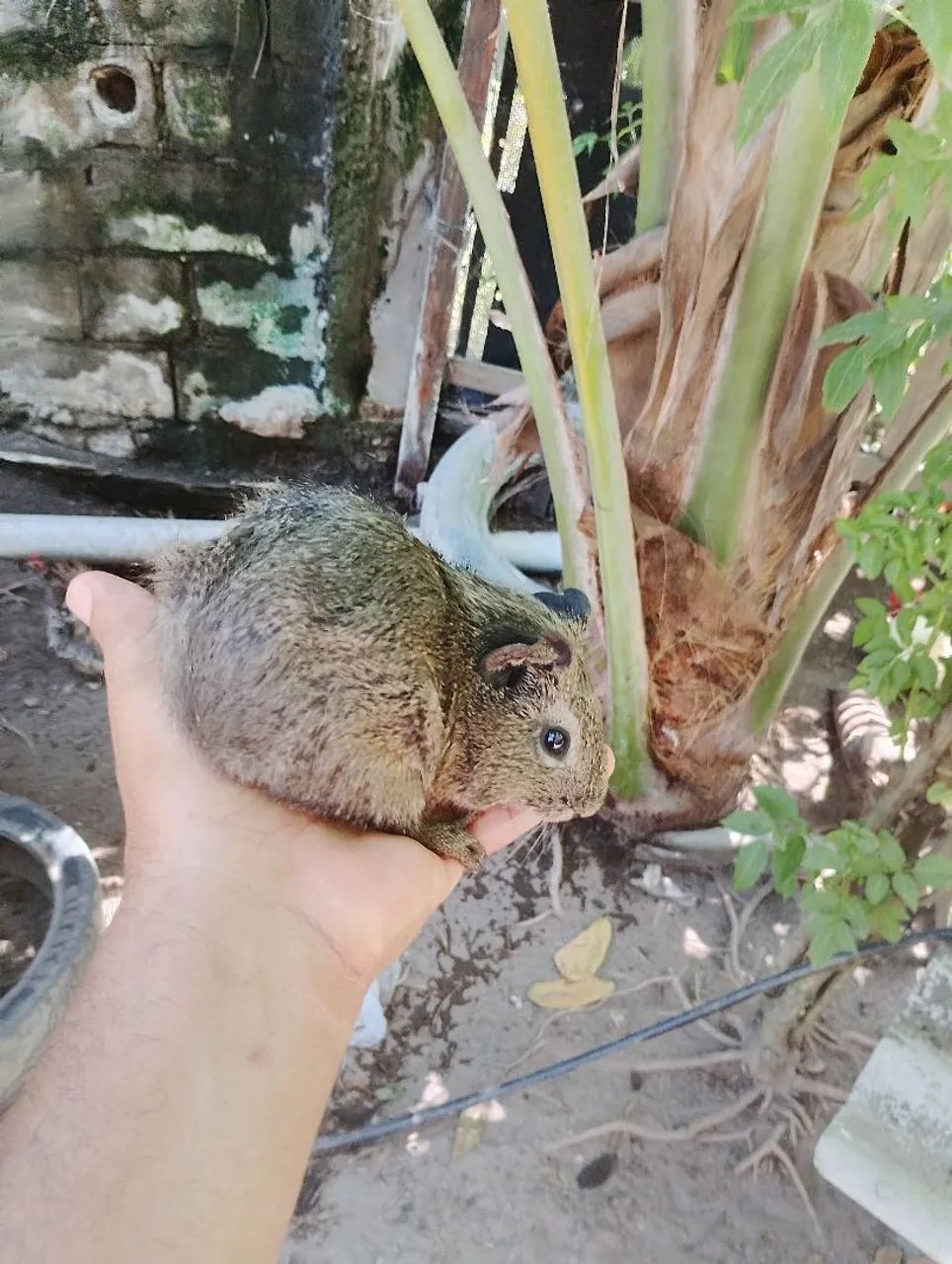 Preá 