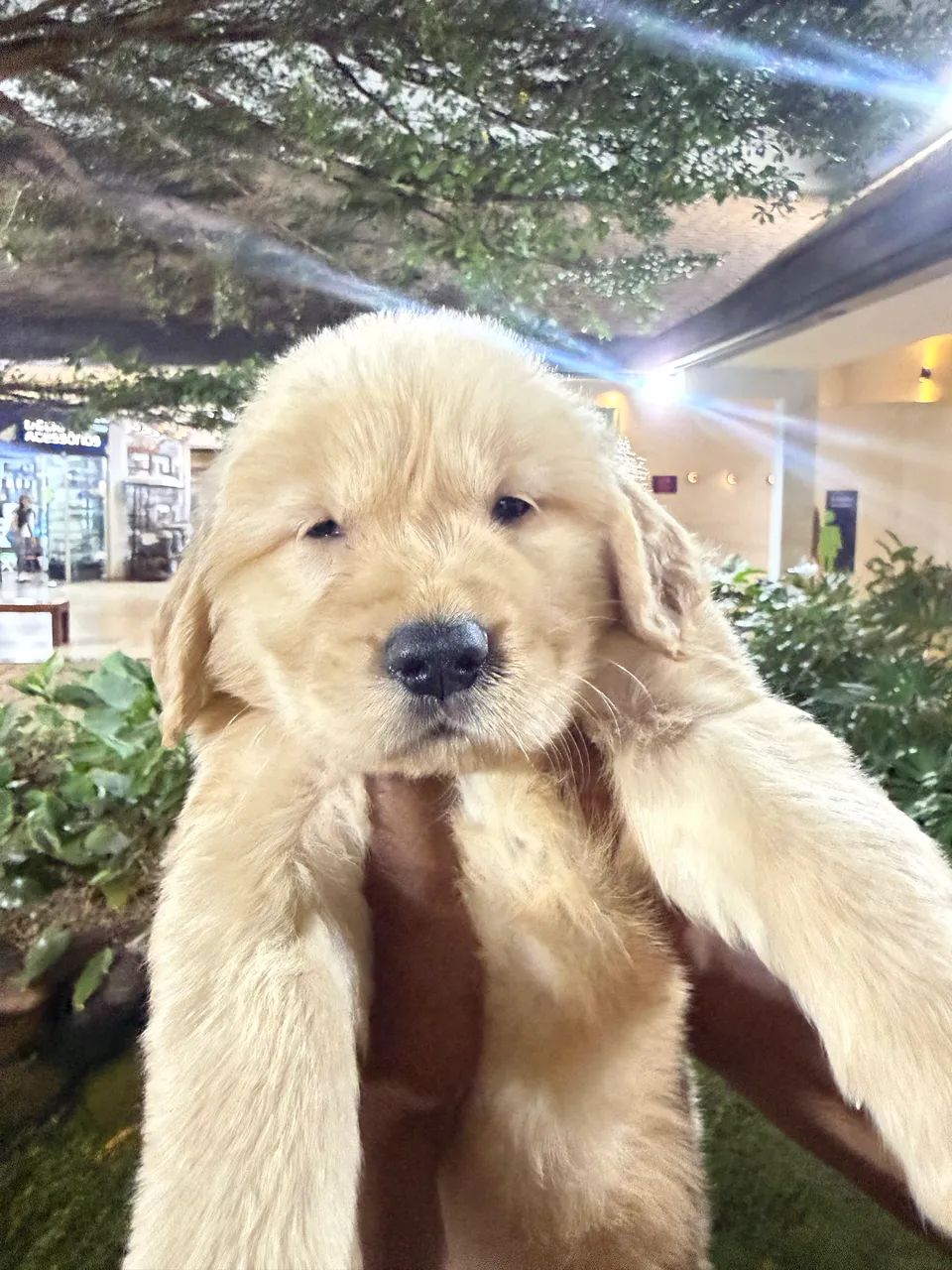 Filhotes de Golden Retriever com Pedigree  - Foto 5