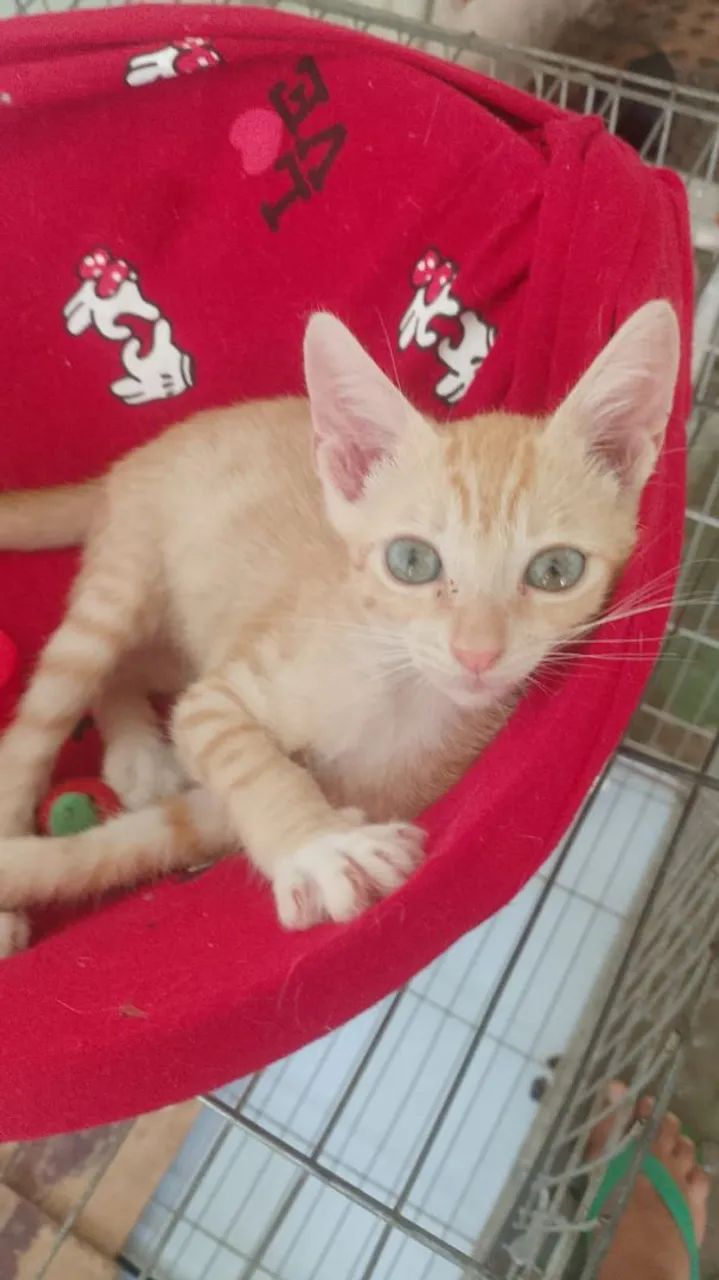 Filhotinho amarelinho macho pra adoção  - Foto 2