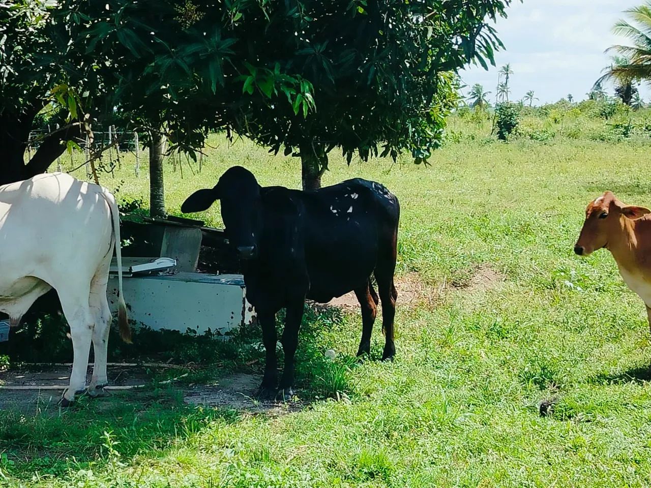 vacas pra vender  - Foto 2