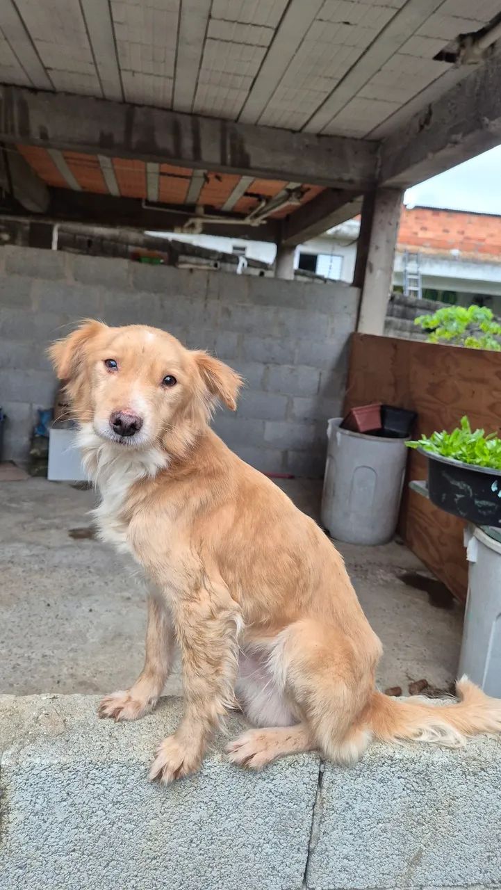 Doa-se cachorro macho (Tom Tom)