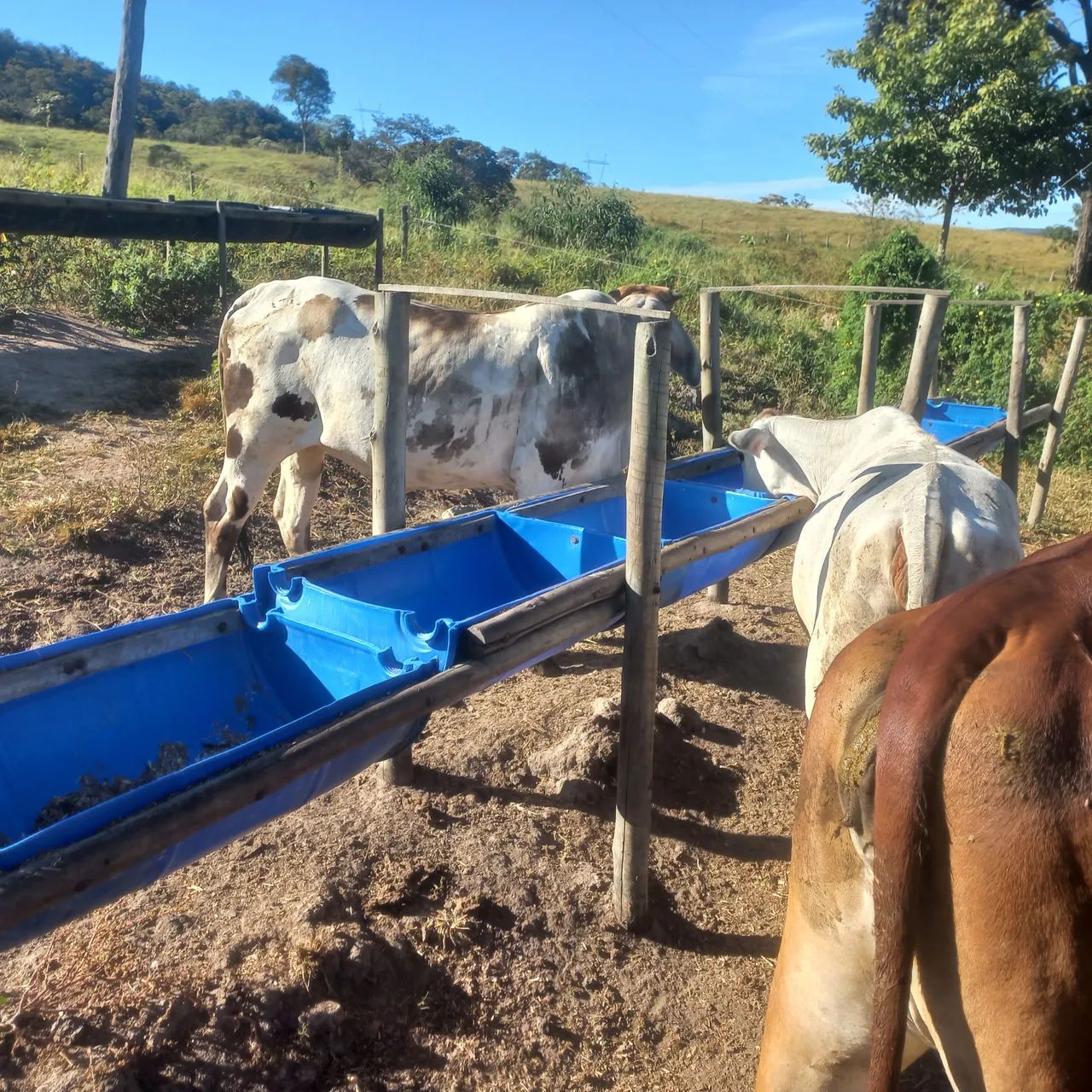 Vendo e pego carro um lote de gado extra  - Foto 3