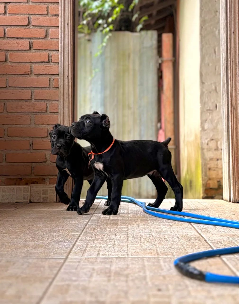 Cane corso macho - Foto 5
