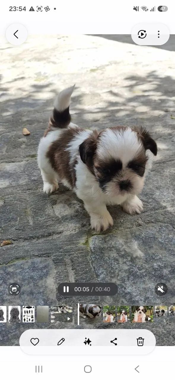 Shitzu Macho disponível pra reserva  - Foto 4