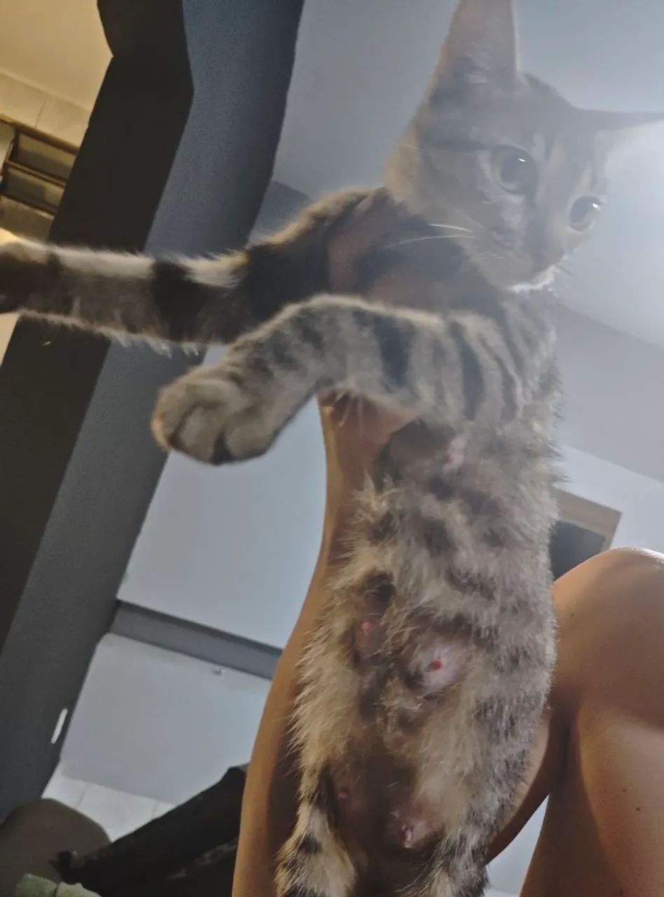 Gata para adoção responsável