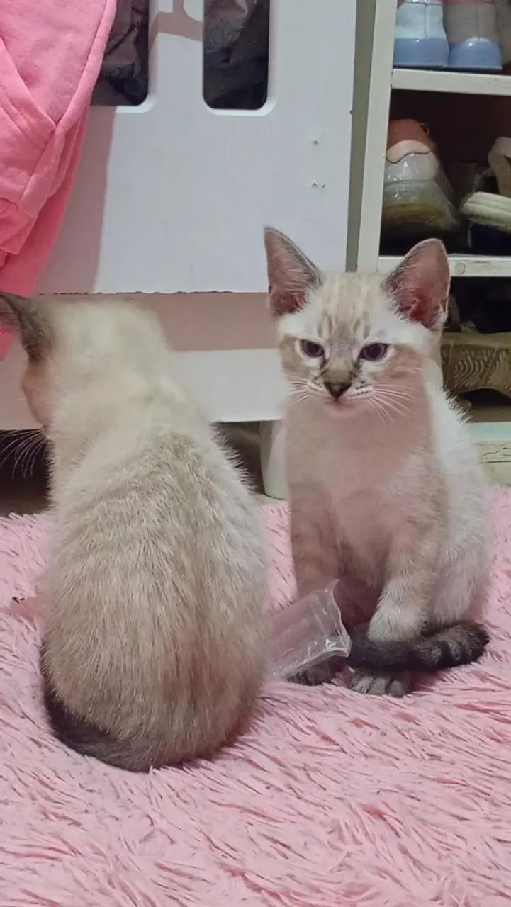 Doação gatinho siamês  - Foto 2