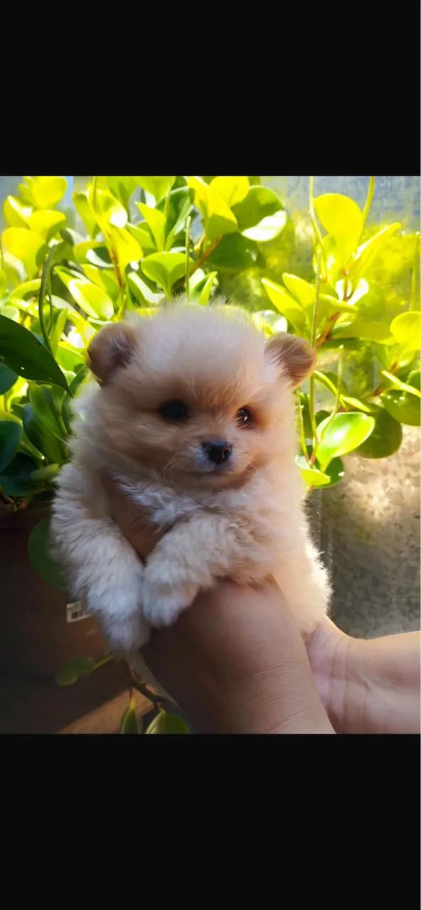 Spitz urso com 74 dias vermifugado 
