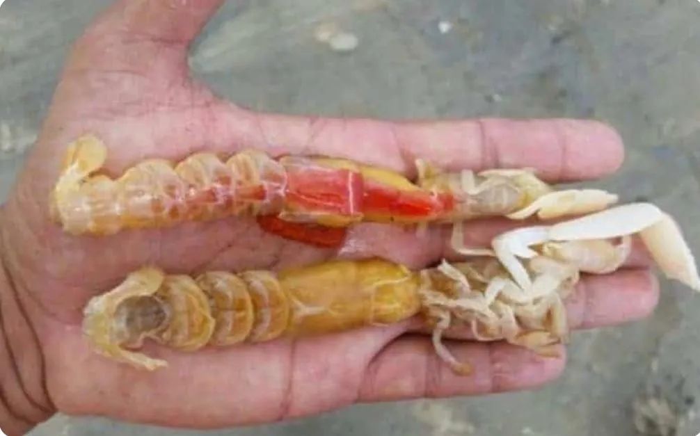 Isca natural para pesca - Corrupto