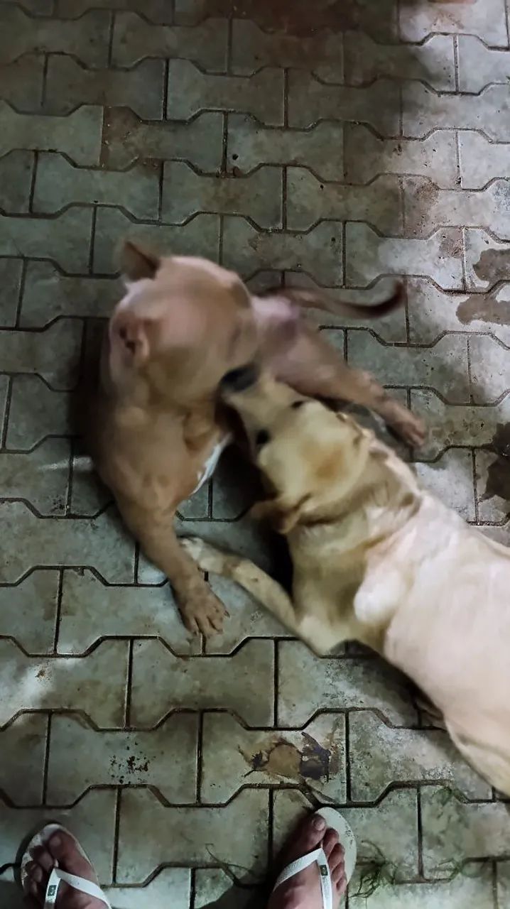 Cachorro - Foto 2
