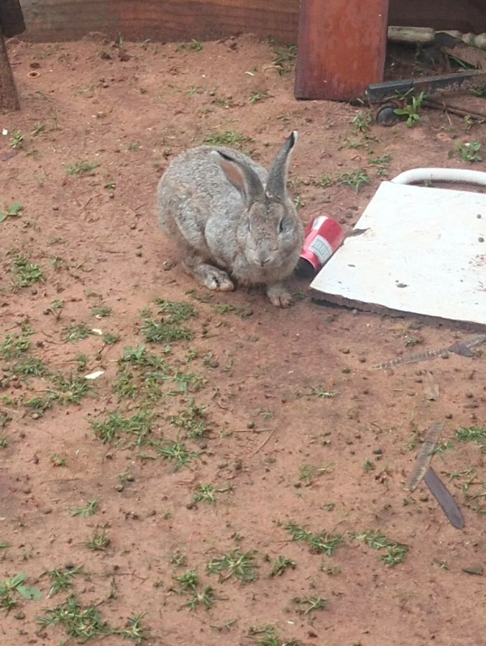 Vende se coelhos 